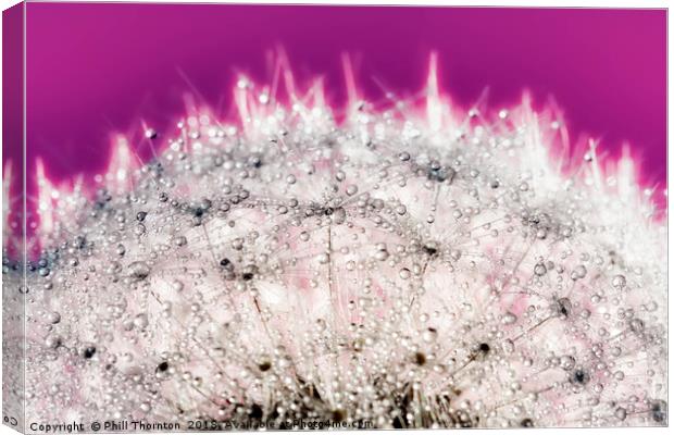 Abstract close up of a Dandelion head, with dew. Canvas Print by Phill Thornton