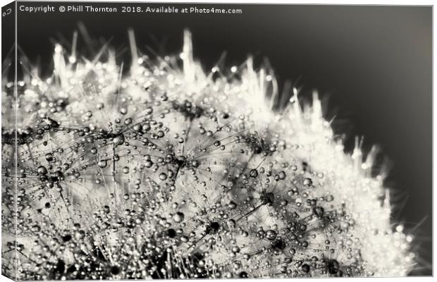 Abstract close up of a Dandelion head, with dew Canvas Print by Phill Thornton