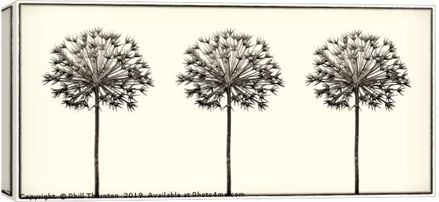 Antique Allium Trio Canvas Print by Phill Thornton