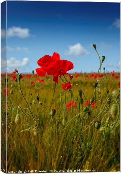 Poppies in the summer sunshine. No. 2 Canvas Print by Phill Thornton