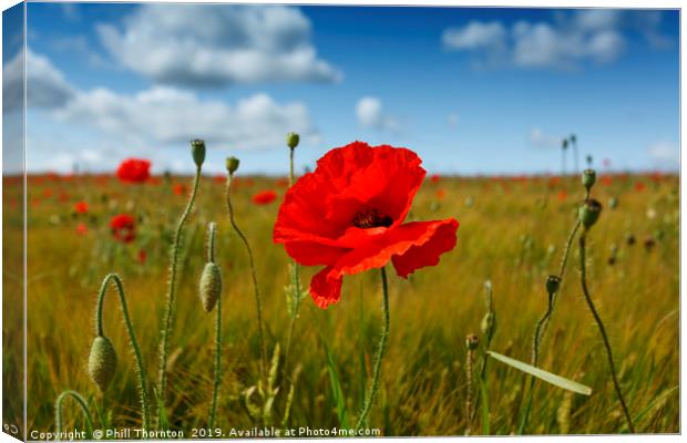 Poppies in the summer sunshine. No. 3 Canvas Print by Phill Thornton