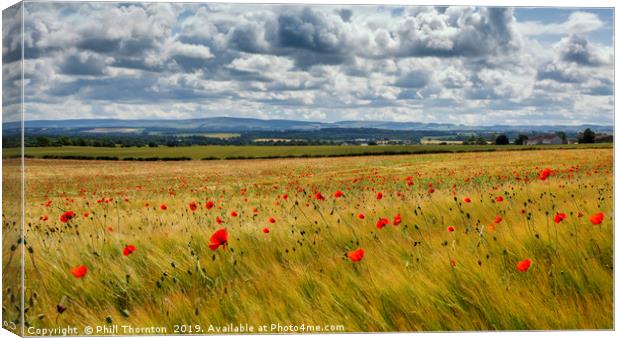 Poppies in the summer sunshine. No. 4 Canvas Print by Phill Thornton