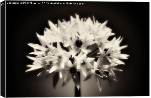 Wild Garlic flower No. 2 (B&W) Canvas Print by Phill Thornton