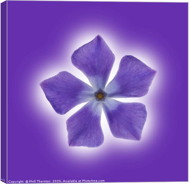 Isolated Periwinkle blossom on a purple packground Canvas Print by Phill Thornton
