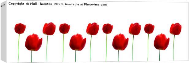 Three Red Tulips on white, repeated pattern. Canvas Print by Phill Thornton