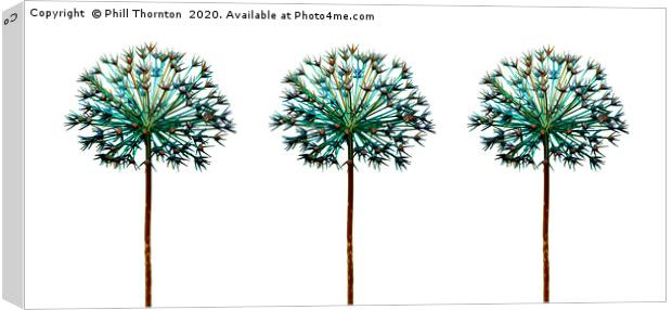 Abstract studio images of a dried Allium plant. Canvas Print by Phill Thornton