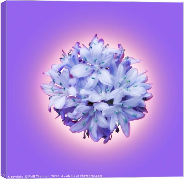 Isolated lilac bluebell on a violet background. Canvas Print by Phill Thornton