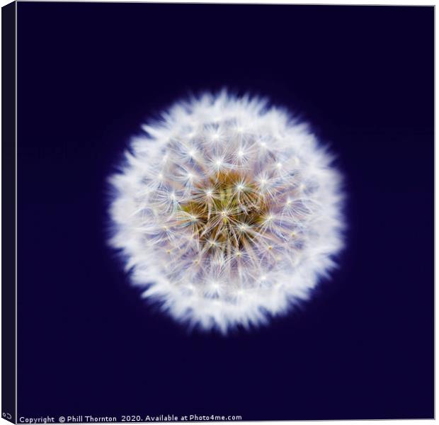 Isolated Dandelion seed head on a purple backgroun Canvas Print by Phill Thornton