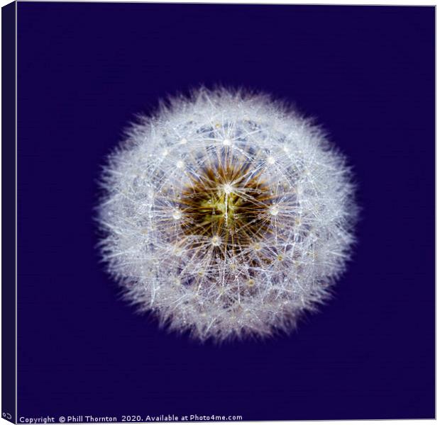 Isolated Dandelion seed head wioth dew drops Canvas Print by Phill Thornton