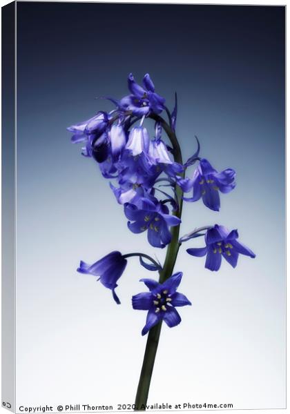 The beautiful british Bluebell. No.2 Canvas Print by Phill Thornton