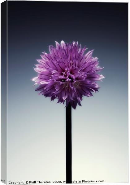 Single flowering Chive herb, on grad tint. Canvas Print by Phill Thornton