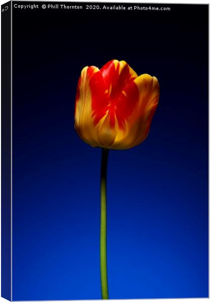 A single beautiful variegated yellow and red tulip Canvas Print by Phill Thornton