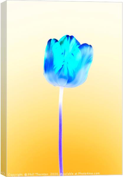 Negative single beautiful variegated blue tulip Canvas Print by Phill Thornton