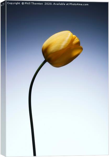 A single beautiful yellow tulip flower  Canvas Print by Phill Thornton