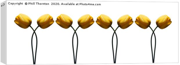 Repeated pattern of beautiful yellow tulips. Canvas Print by Phill Thornton