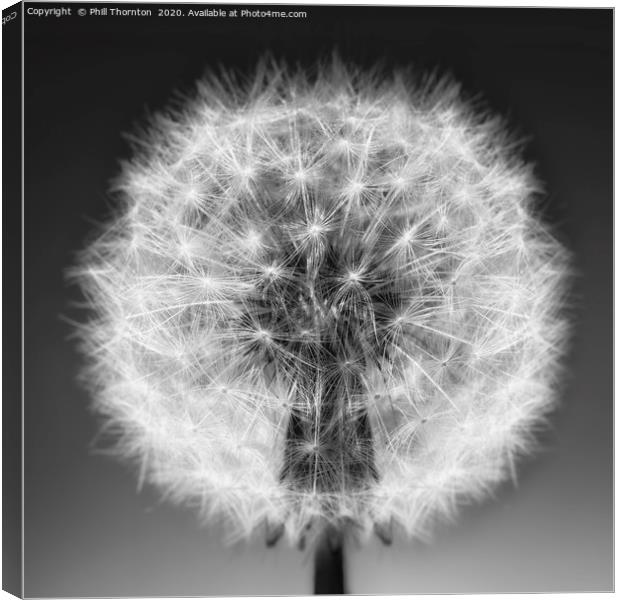 Close up of a Dandelion seed head. No. 4. Canvas Print by Phill Thornton