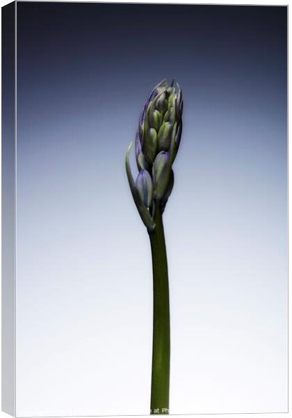 The beautiful british Bluebell just before it blossoms No. 3 Canvas Print by Phill Thornton