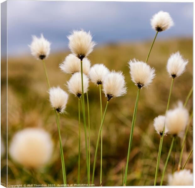 Hare's tail Cotton Grass in the Scottish Moorland Canvas Print by Phill Thornton