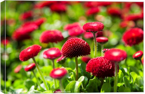 Radiant and Bold English Red Daisies Canvas Print by Phill Thornton