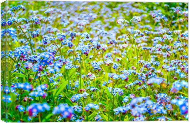 Forget me not Canvas Print by Scott Paul