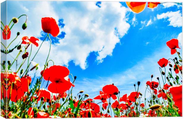 Poppy Field Canvas Print by Scott Paul