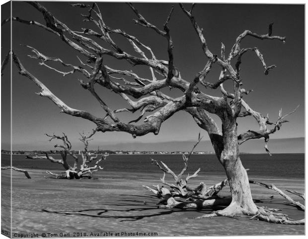 Driftwood Tree Canvas Print by Gallery Three