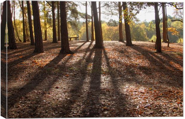 Autumn woodland tree shadows Canvas Print by Steve Mantell