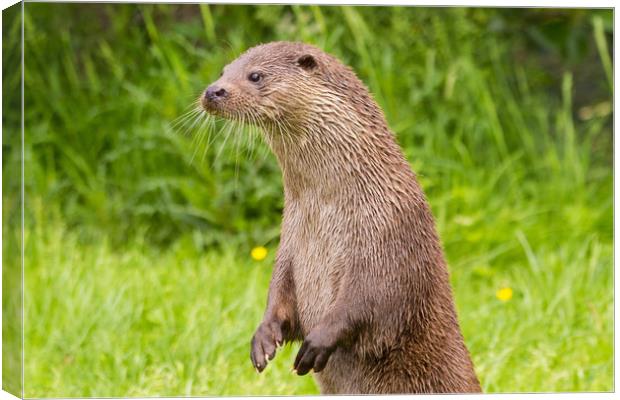 Otter standing up on hind legs Canvas Print by Steve Mantell
