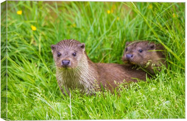 Two young river otters Canvas Print by Steve Mantell