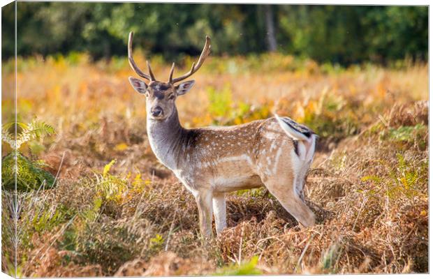 Fallow deer autumn nature reserve Canvas Print by Steve Mantell