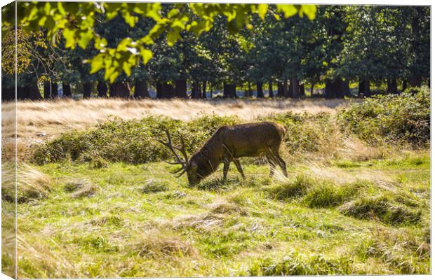 Male red deer stag with antlers in autumn sunshine Canvas Print by Steve Mantell