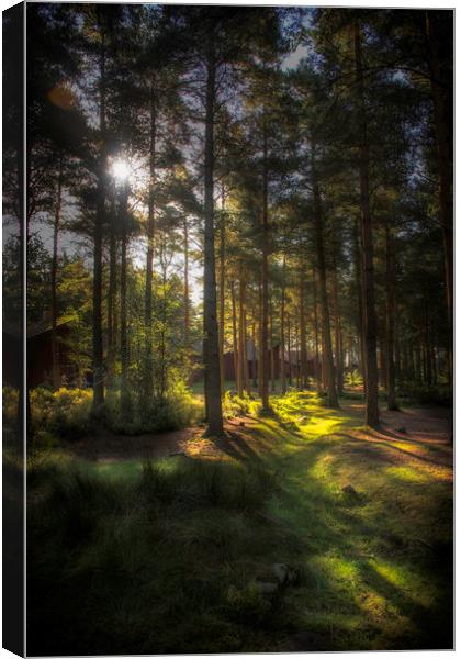 The Mystic Forest Canvas Print by Carl Johnson