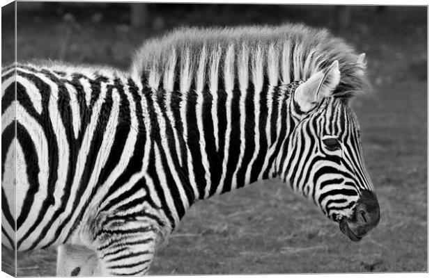 Zebra in Black and White Canvas Print by Susan Snow