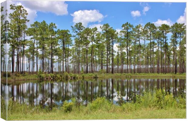 Pine trees in Georgia America Canvas Print by Susan Snow