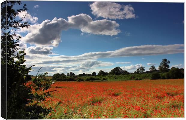 Bewdley Poppy field Canvas Print by Susan Snow