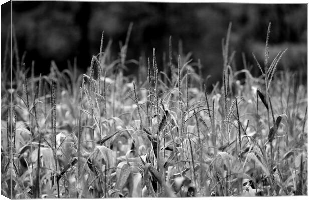 Wheat Field in Black and White Canvas Print by Susan Snow
