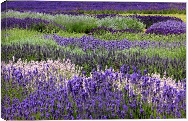 Lavender in the Cotswolds Canvas Print by Susan Snow