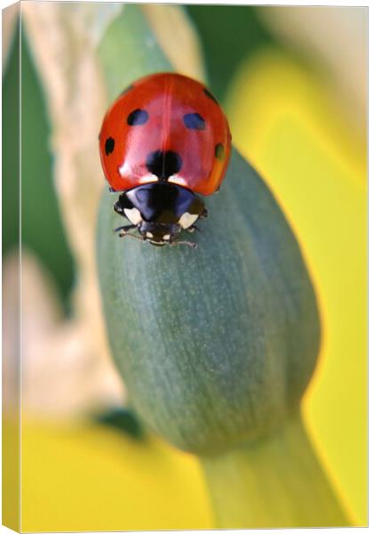 Ladybird on a daffodil Canvas Print by Susan Snow