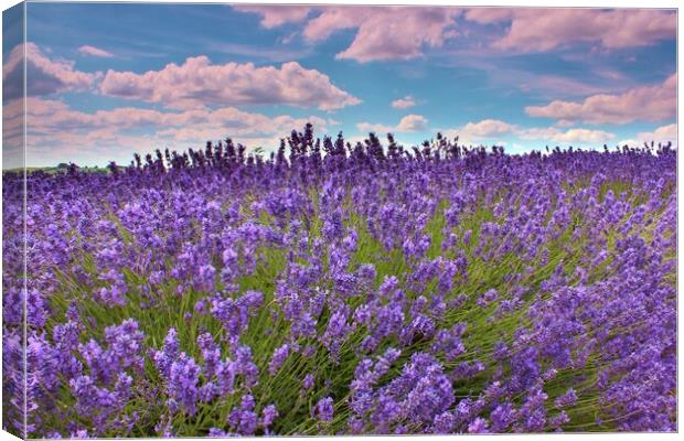 Lavender in the Cotswolds Canvas Print by Susan Snow