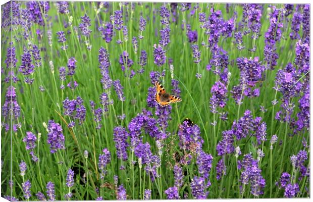 Butterfly in Lavender Canvas Print by Susan Snow