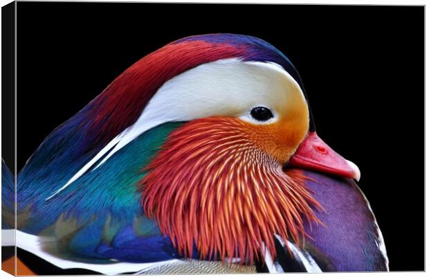Mandarin Duck Canvas Print by Susan Snow