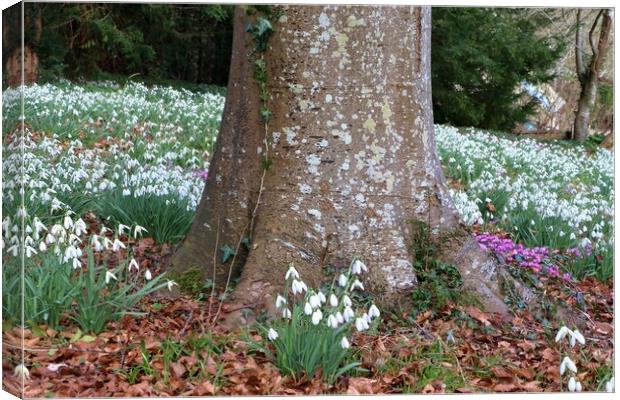 Snowdrops around a tree trunk Canvas Print by Susan Snow