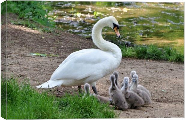 Swan and Cygnets Canvas Print by Susan Snow