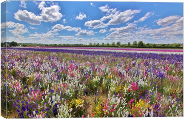 Field of Delphiniums Canvas Print by Susan Snow