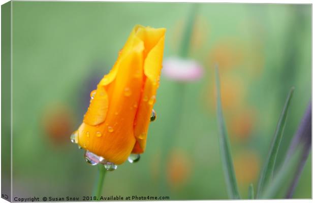 Water Droplets on a California Poppy Canvas Print by Susan Snow