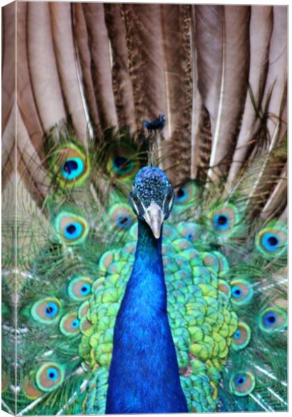 Peacock Display Canvas Print by Susan Snow