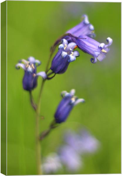 Bluebells Up Close Canvas Print by Susan Snow