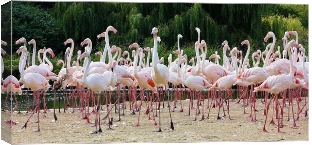 Greater Flamingos Canvas Print by Susan Snow