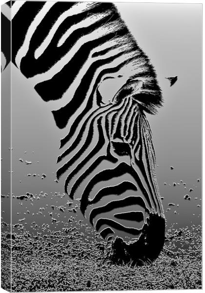 Zebra - Plaster filter Canvas Print by Susan Snow