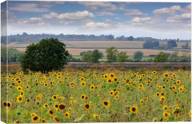 A Field of Sunflowers Canvas Print by Susan Snow